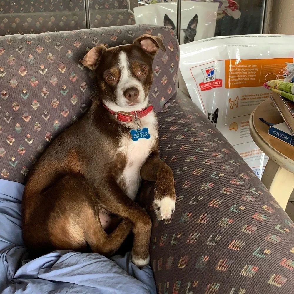 My fur babies and others. Lol. - Picture 10 of 15